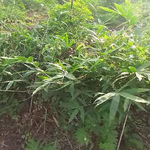 SECHO Specialist Hospital, Agbor, Delta State, Nigeria.